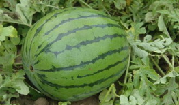 9-11爆料吃瓜,揭秘吃瓜群众的爆料与猜测