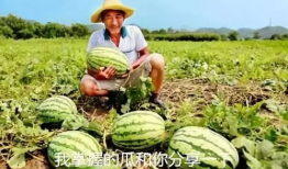 中国地产吃瓜爆料,吃瓜爆料背后的真相与内幕